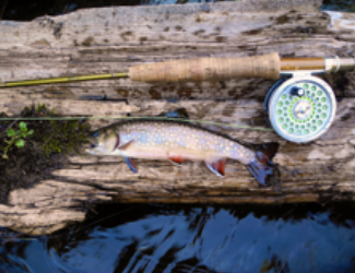 Hunting Trout