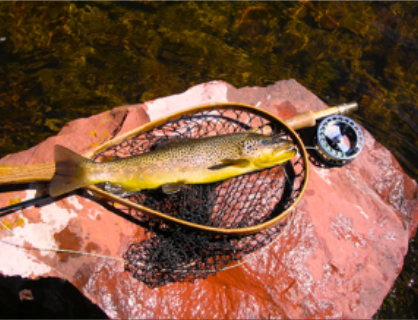 Hunting Trout on the Au Sable